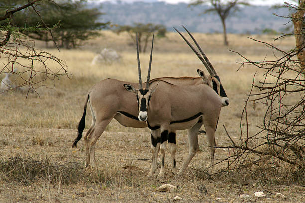 Oryx In Samburu National Park
